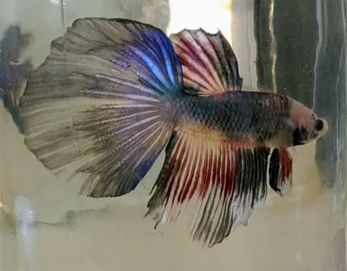 Imagen 7 de 10 de Peces Bettas Solo Parejas