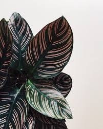 Planta Raya De Lapiz (calathea Ornata) 12 Pzas