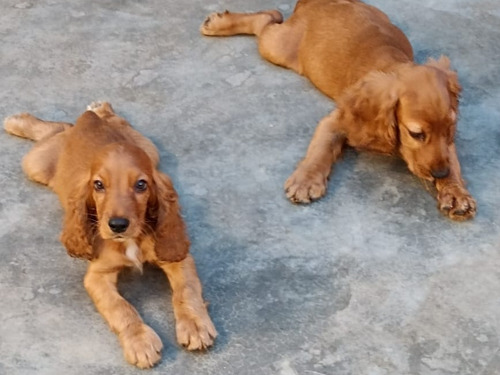 Imagen 9 de 10 de Cachorros Cocker Spaniel English