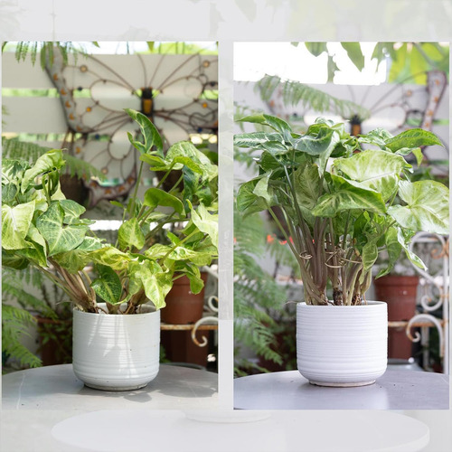 5 Piezas Plants Sheem Soporta De De Plantas De Metal Para