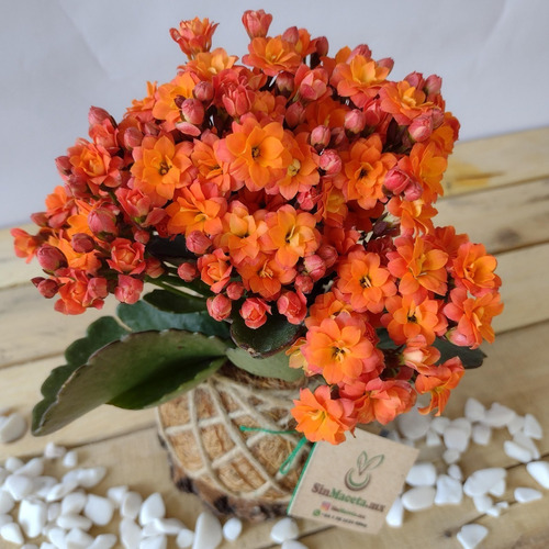 Imagen 3 de 3 de Kalanchoe En Kokedama