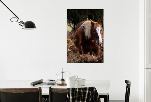 Vinilo Decorativo 40x60cm Caballo Campo Horse Vinil M4