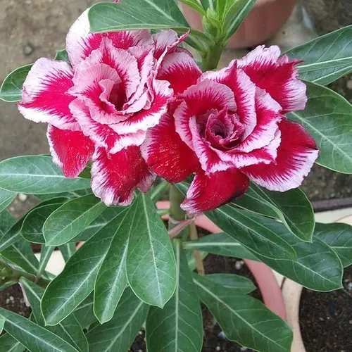 comprar Semillas De Adenium Obesum Rojo Y 4 Semillas Rosa Del Desier