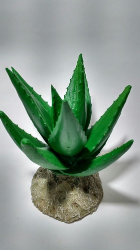 Planta Suculenta Aloe Vera Gde Aquario Terrário Vaso