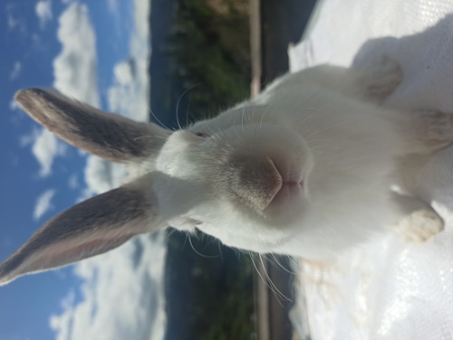 Imagen 3 de 7 de Conejos De 1 Y 6 Meses De Edad Para Consumo O Mascota.