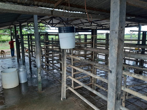 Imagen 12 de 19 de Finca Totalmente Equipada En Cojedes