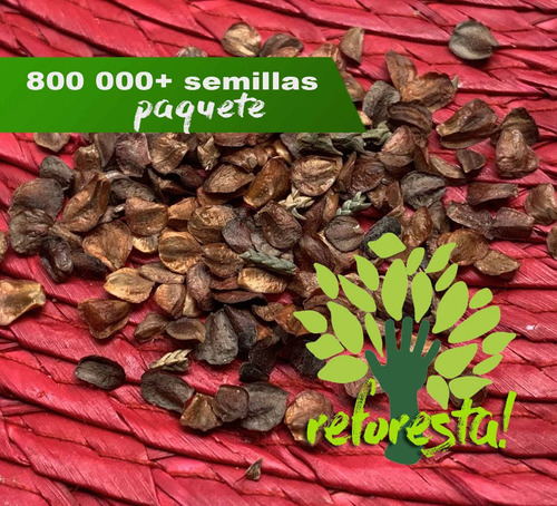 80 000+ Semillas De Cedro Blanco -