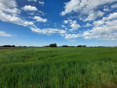 Campo Mixto Con Mejoras