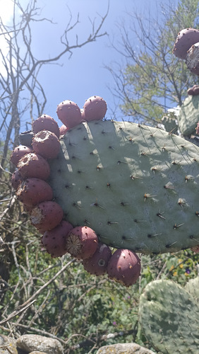 30 Semillas Nopal Tuna Roja, 3 Variedades (10 C/u), Nv