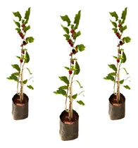 Comprar Kit Com 3 Mudas De Amora Big Portuguesa - Já Produzindo!