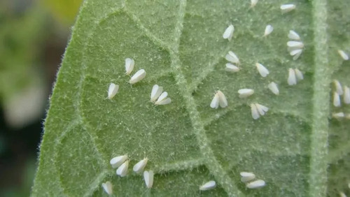 Extracto De Ajo Al 100 % Insecticida Organico Zayta 20 Lts