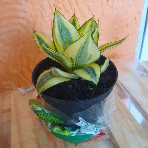 Sansevieria Golden Hahnii P11 - Espadinha Da Sorte