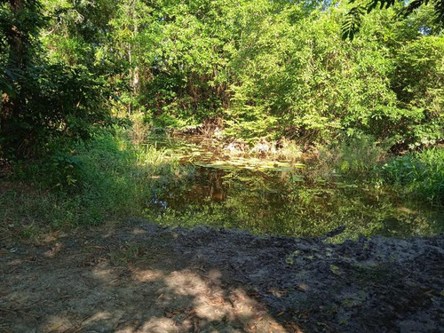 Venta Rancho 94 Hectareas El Otatal Alamo Temapache Veracruz