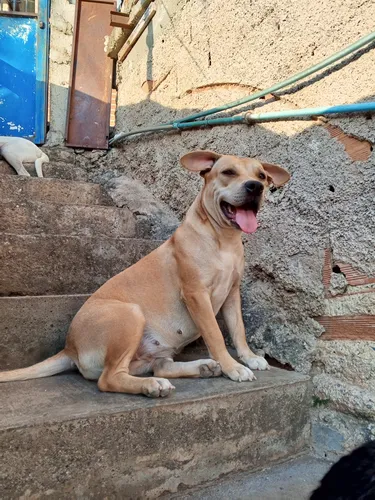 Pitbull Cachorros