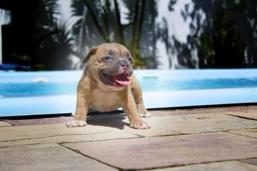 Filhote Macho American Bully