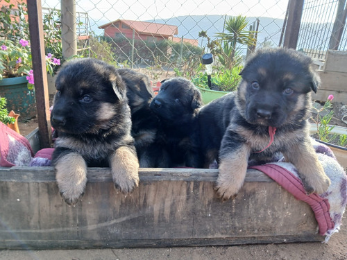 Vendo 3 Pastores Entregar Primeros Dias De Junio 2024