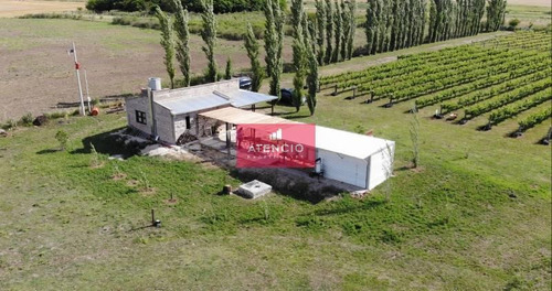 Imagen 20 de 30 de Viñedo Boutique, Totalmente Productivo, Con Casa Y Cava
