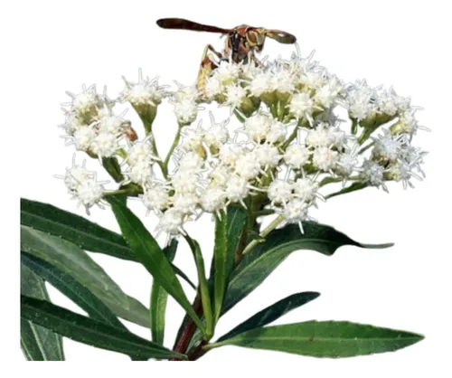 Chilca Blanca Baccharis Salicifolia Planta Nativa Mariposas