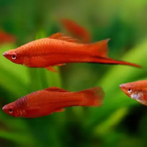 Pez Espada Rojo (3 Unidades)