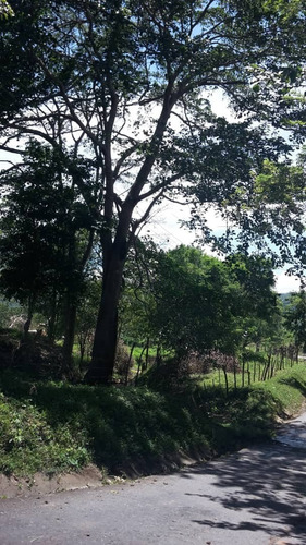 Imagen 11 de 14 de Terreno Nirgua Yaracuay 51 Hectáreas De Terreno
