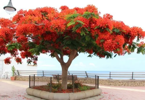 comprar 100 Semillas Flamboyán O Tabachín (delonix Regia) Toto