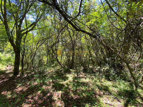 Campo Con Casa, Tajamar Monte Natural Muy Cerca De Aigua Consulte.- Ref: 1552