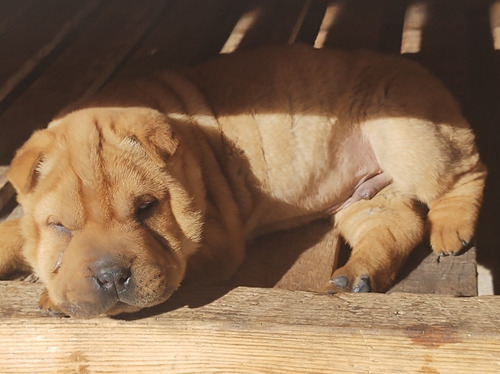 Imagen 3 de 5 de Hermosos Cachorros Shar Pei