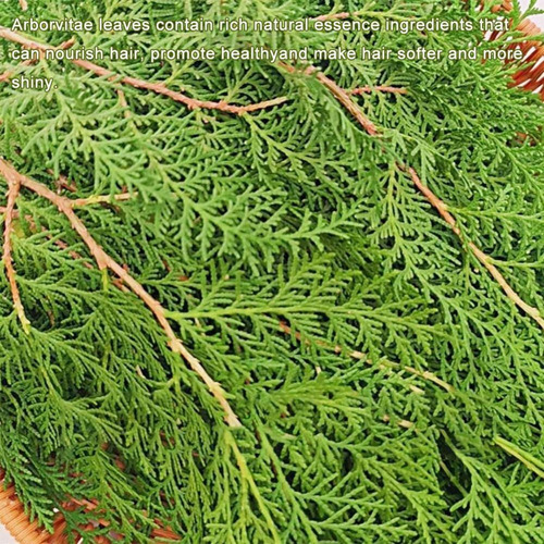 1x ChampĂș Natural Polygonum Esencia Cabello