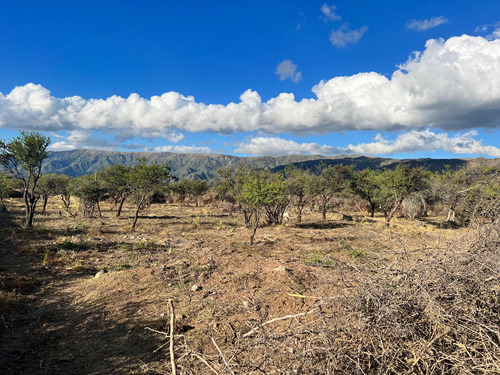 Tres Hectareas En San Francisco Del Monte De Oro.