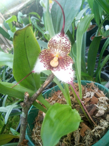  Semillas De Orquídea, Cara De Mico.
