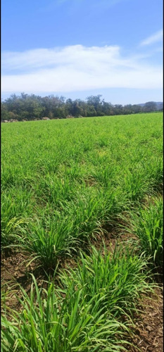 Te Limon (zacate Limon) Lemon Grass Seco 3 Kg