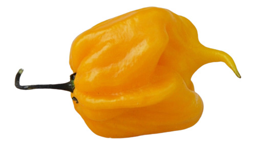 Semillas Aji Picante Carolina Reaper Yellow