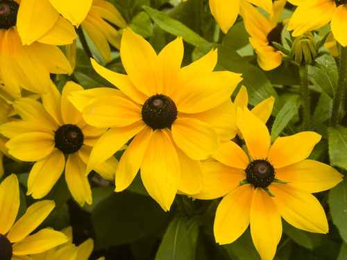 Rudbeckia Hirta - Semillas