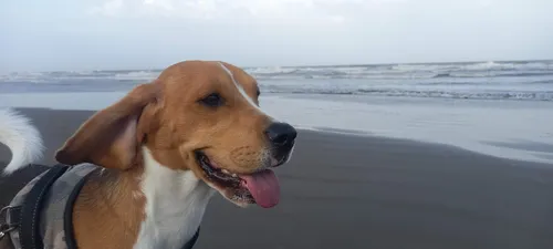Hola,.!! Soy Un Beagle Y Busco Novia..