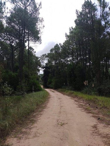 Imagen 3 de 5 de Lote Barrio Zorzal En Cariló En Venta