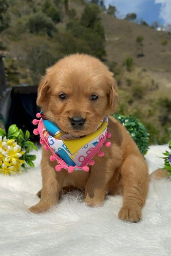 Cachorros Golden Retriever