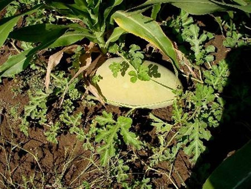 Semillas De Sandia Cayote Variedad Maciza No Hebras