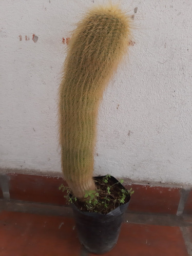 Cactus Parodia Leninghausii