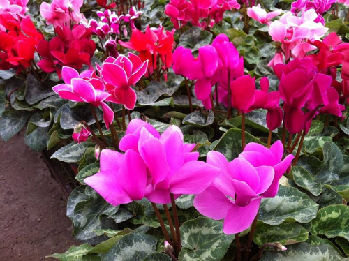 Cajon Violeta De Los Alpes, Cyclamen M13 (10 Unidades)