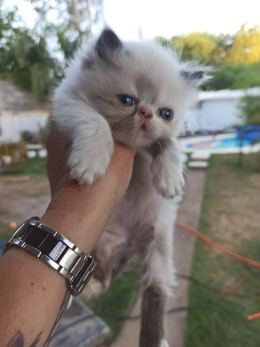Gato Persa Himalaya Blue Point, Hembra Nacido 29/11