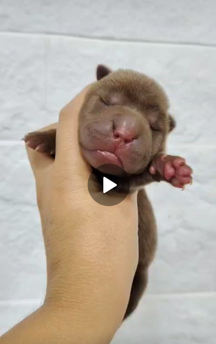 Cachorro Shar Pei,raza Pura,lengua Azul Marrón Claro