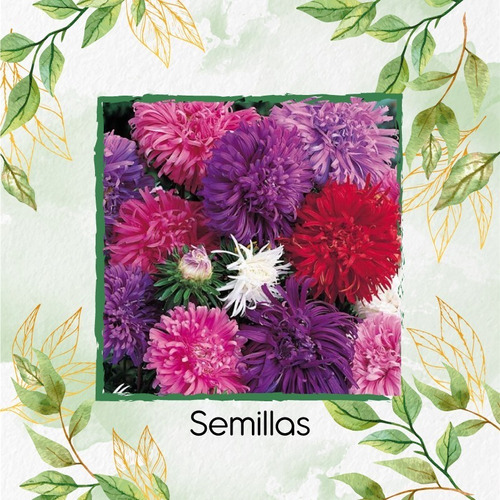 70 Semillas De Flor Amelio + Obsequio Germinación 