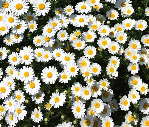 50 Semillas Mini Margarita Rastrera Leucanthemum Paludosum