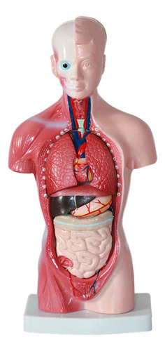 Modelo De Cuerpo De Torso Humano De 11 Pulgadas, Anatomía In