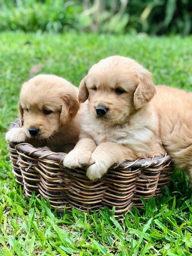 Imagen 2 de 5 de Golden Retriever