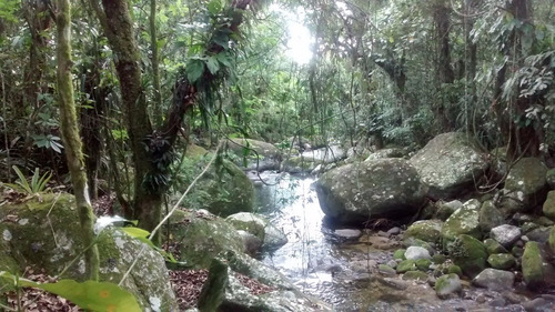 Imagem 2 de 3 de Área Para Compensação Ambiental Na Mata Atlântica
