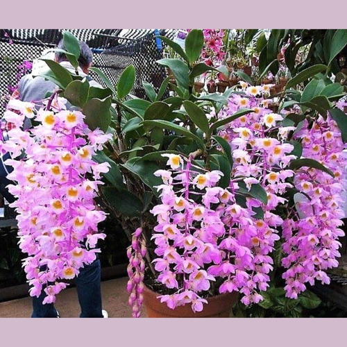 Orquídea Dendrobium Rosy Cluster Exótica Rara Cacho Incrível | Frete grátis