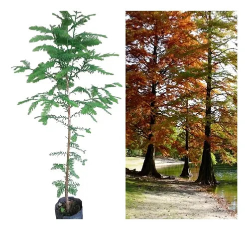 Arbol Ciprés Calvo - Taxodium Distichum. Hermosa Conífera!!!