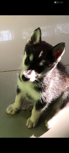 Se Vende Husky Siberiano