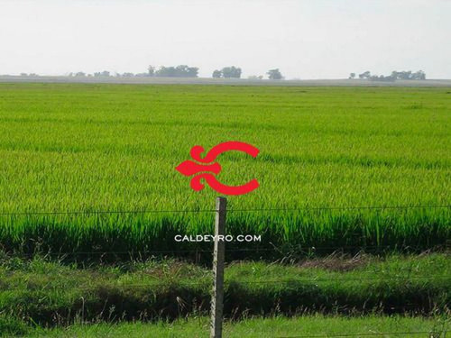 Campo En Rocha Ref. 6485